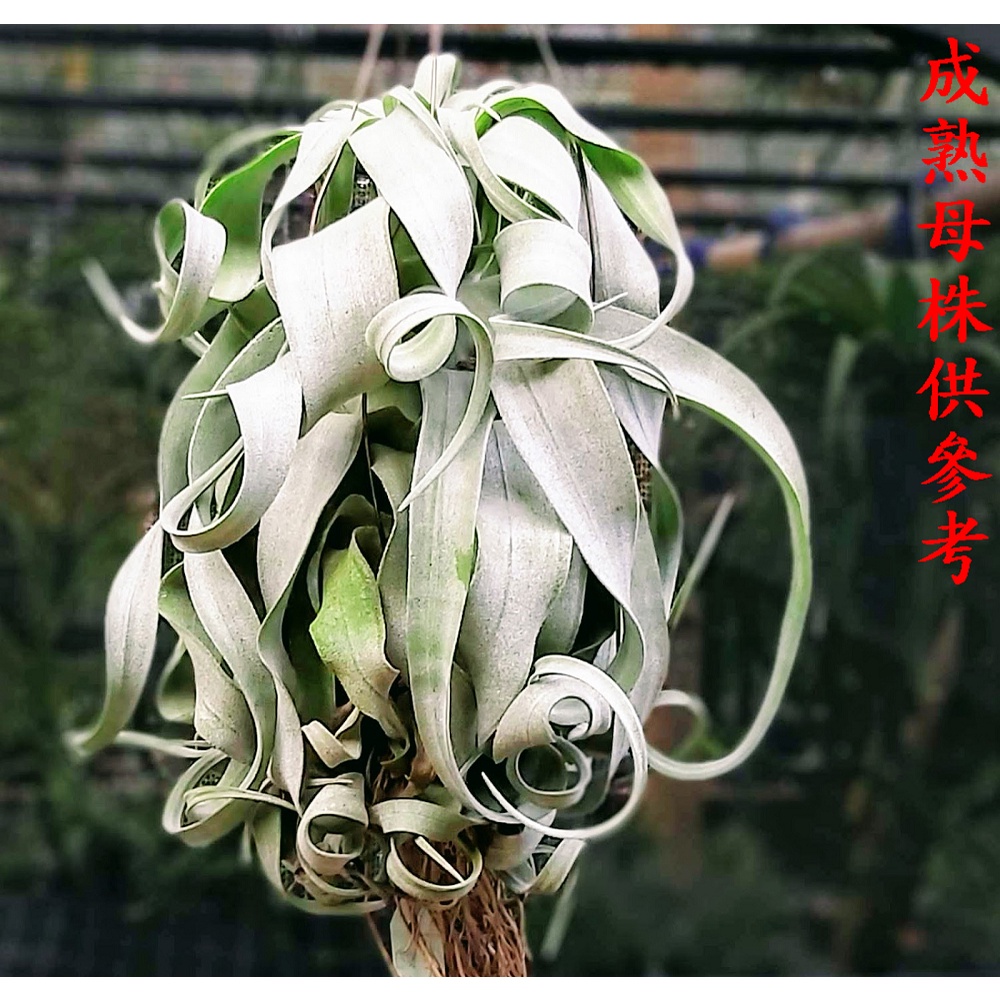 【新巧園】空氣鳳梨 電捲燙 Tillandsia streptophylla