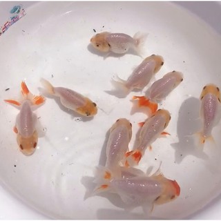 水中游金魚樂園 線上商店 蝦皮購物