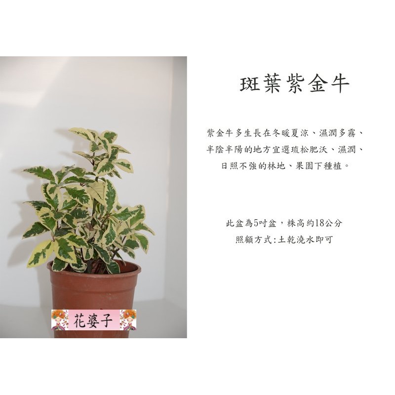 斑葉紫金牛 香料香草食用植物1入 蝦皮購物