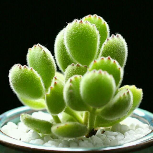 小鮮肉肉 景天科銀波屬熊童子多肉植物種子10粒裝 蝦皮購物