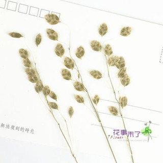 小判草 優惠推薦 21年11月 蝦皮購物台灣