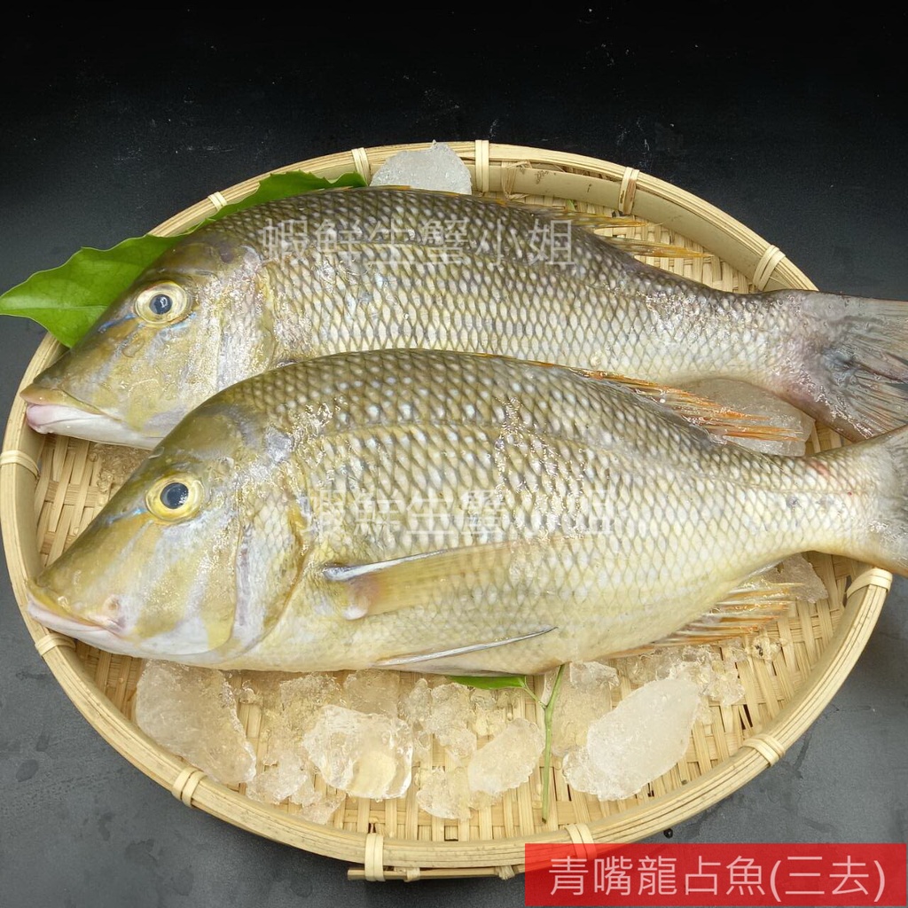 青嘴龍占的價格推薦 2021年12月 比價比個夠biggo