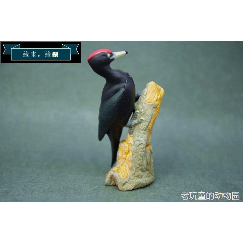 日本天然記念物的價格推薦 21年8月 比價比個夠biggo