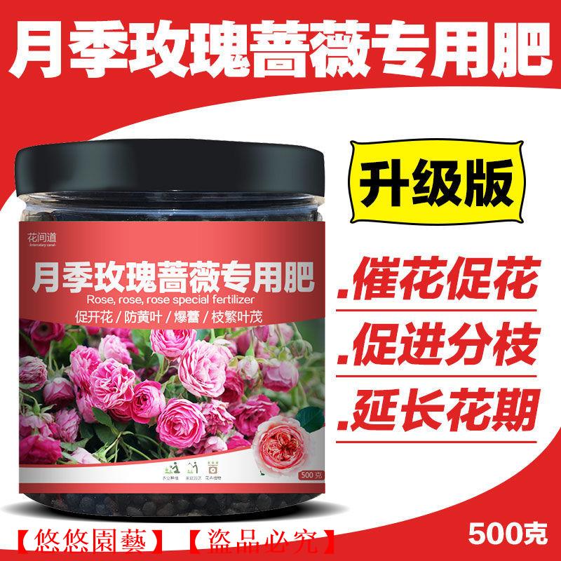 薔薇玫瑰盆栽 Ptt Dcard討論與高評價網拍商品 21年10月 飛比價格