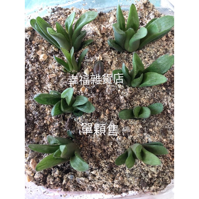 多肉植物🌳百合科🌵壽 組盆療癒紓壓多肉