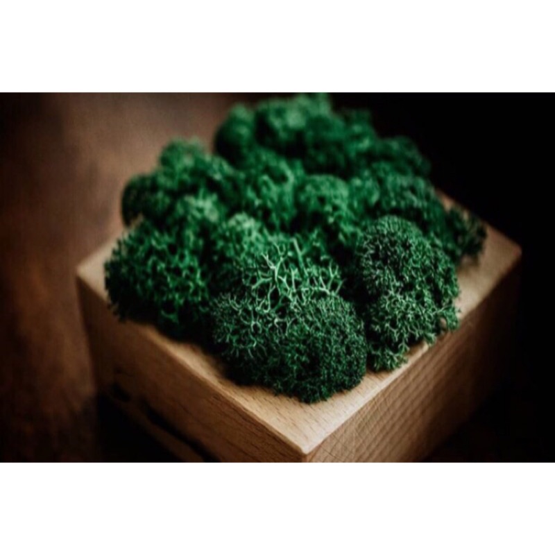 現貨 馴鹿草 35元10g 苔草一份15g 永生草 微景觀 苔草 不凋花 Moss 水苔草 水草 乾燥水苔草 克萊兒花園