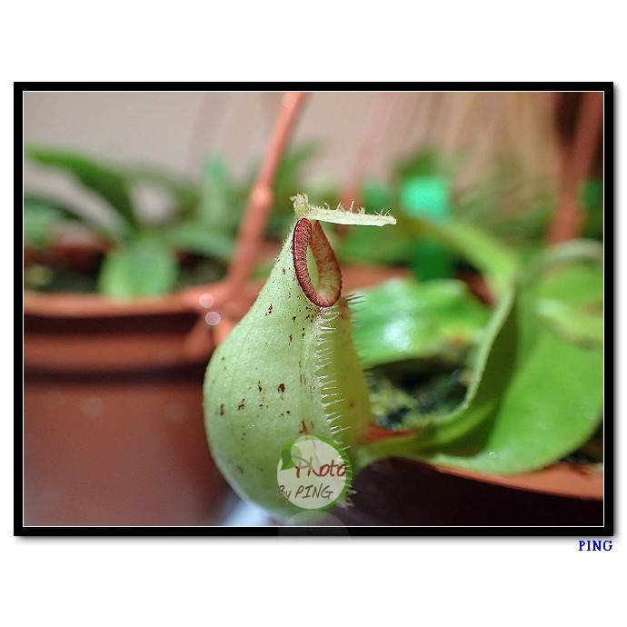 ★PING樂園★ 食蟲植物 豬籠草 紅唇虎克 (N. x hookeriana)