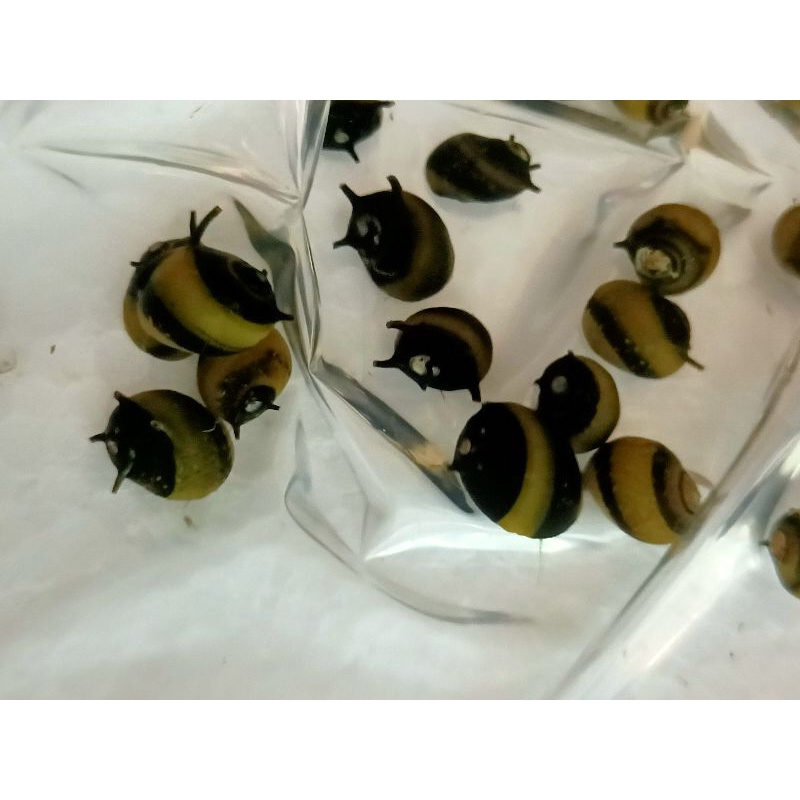 蜜蜂角螺 活餌飼料 除藻 吃青苔