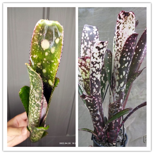 Billbergia Dippin Dots 積水鳳梨 水塔屬 觀葉植物 天南星參考
