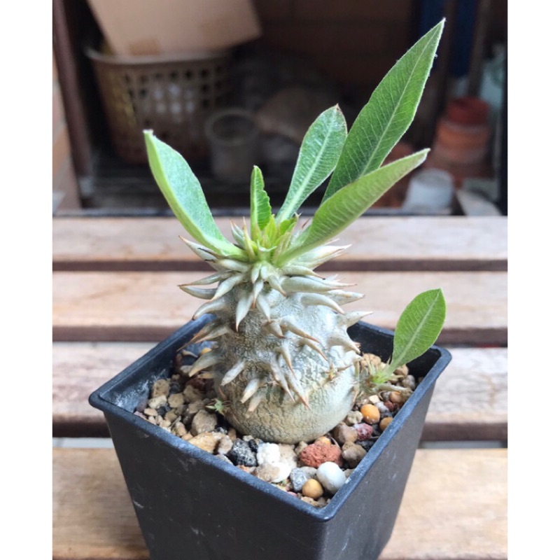 多肉植物惠比須大黑 蝦皮購物