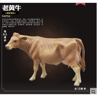 （實心重量）SPG 正版 黃牛 臺灣黃牛 老黃牛 牛 模擬 動物模型 野生動物 兒童玩具 益智 公仔