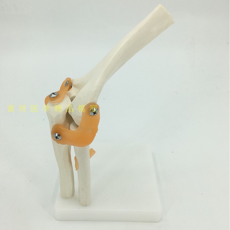 人骨模型 優惠推薦 21年1月 蝦皮購物台灣