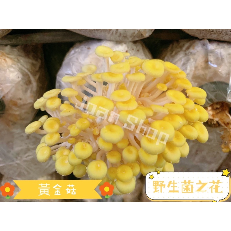 【 Joan Shop 】現貨 菇菇太空包🍄珊瑚菇 玉米菇 太空包 DIY 辦公室小物 聖誕禮物 自種 送禮 火鍋配料