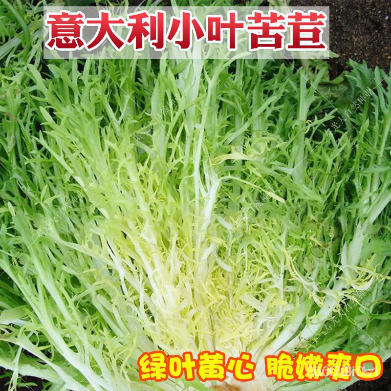 蔬菜種子 苦苣種子 苦菊菜種籽  四季播種 黃心沙拉菜 生菜 苦苣種籽盆栽