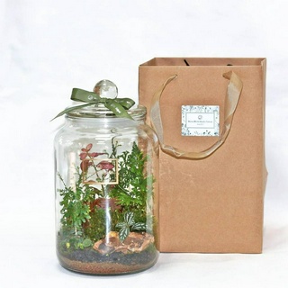 【原生態NatureWorld】特大植物生態瓶DIY材料包+教學影片/尺寸15x27cm