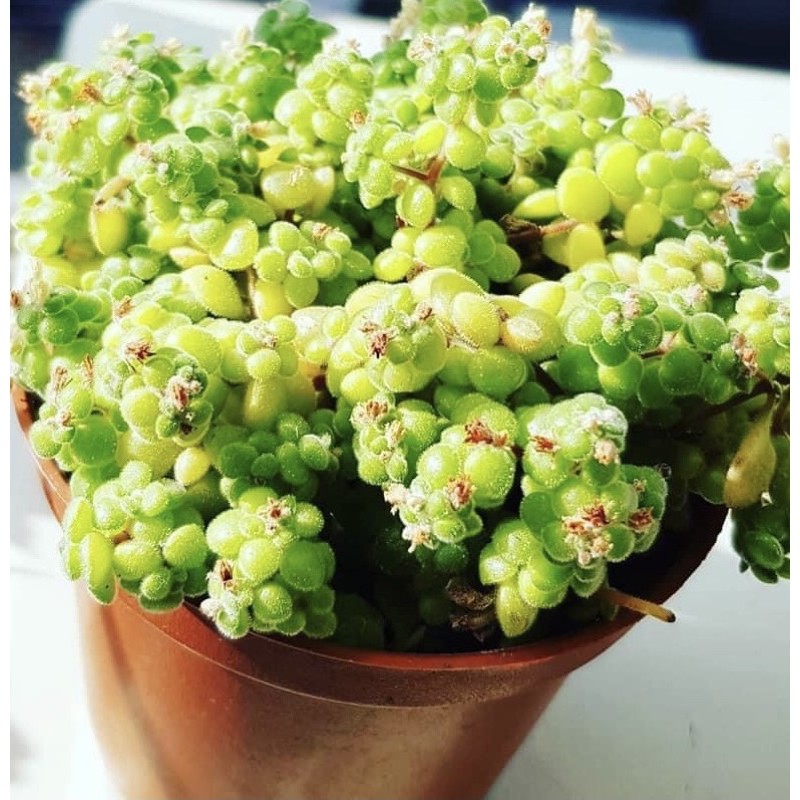 多肉植物 青龍鎖屬波尼亞 蝦皮購物