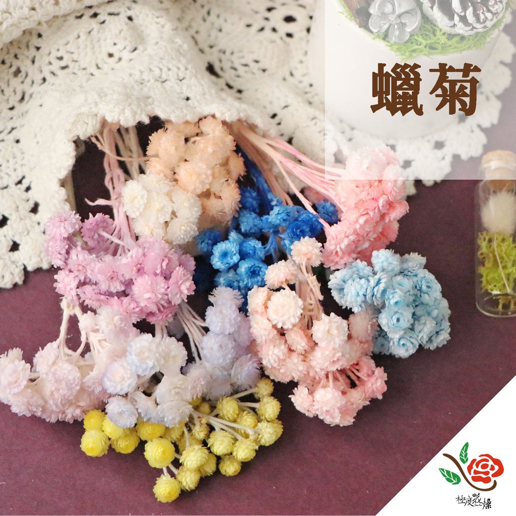 蠟菊實拍圖 極度花燥 永久花乾燥花束捧花乾燥花不凋花材料永生花花材手作情人節拍照道具母親節 蝦皮購物
