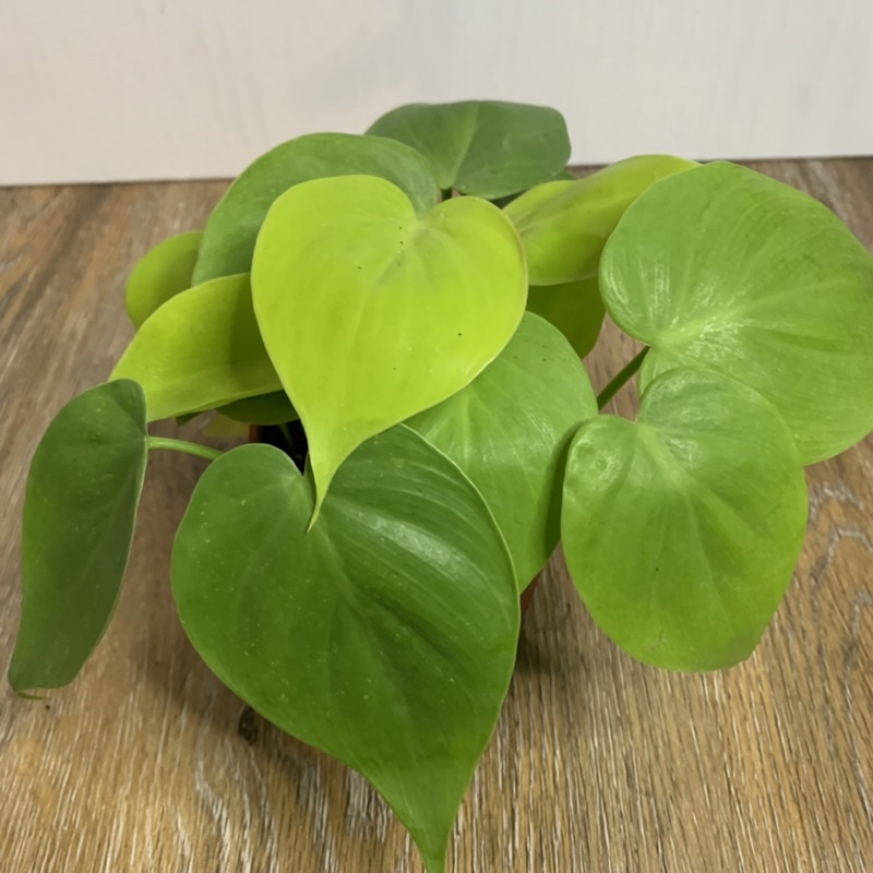 🌲種森林🌲檸檬汁蔓綠絨/心葉蔓綠絨/蔓綠絨 Philodendron Hederaceum Lemon Lime