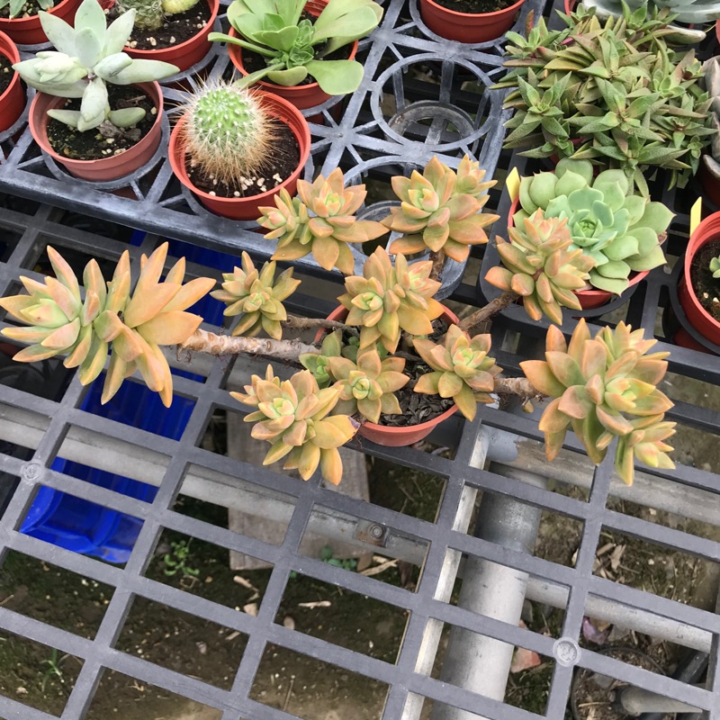 老欉多肉在自選的價格推薦 21年10月 比價比個夠biggo