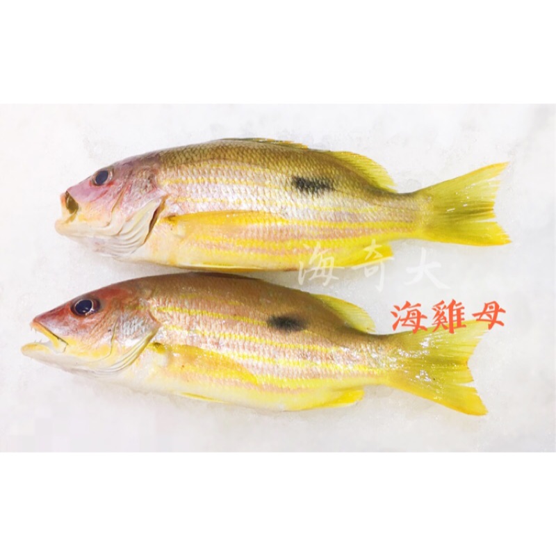 海味推薦 海雞母 現流魚真空包裝 蝦皮購物