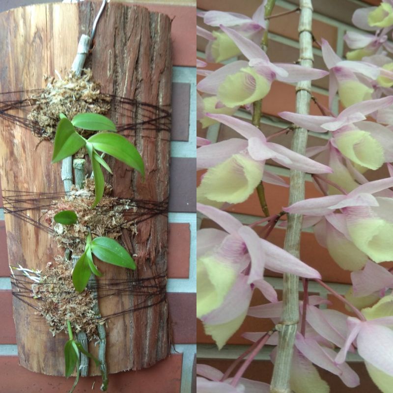 【Fun輕鬆】上板植物 療癒植物 板植 樹皮 木板 - 大天宮石斛 瀑布蘭