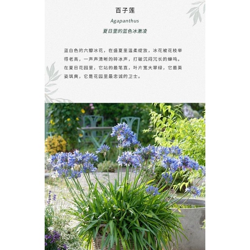 愛情花百子蓮塊根種根紫色百子蓮開花球根紫色百子蓮盆栽愛情花盆栽塊根種球球根新手盆栽 蝦皮購物