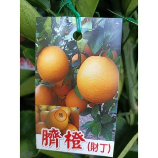 ***小農之家** 優質種苗「 臍橙(臍丁) 」儕丁 柳丁 嫁接苗 高約50-60cm