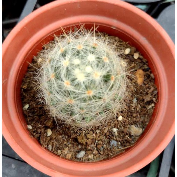 香花丸3寸盆仙人掌 蝦皮購物