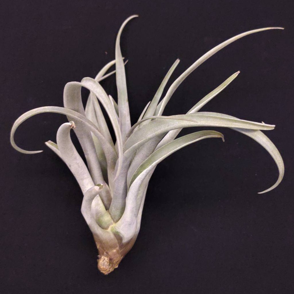 空氣鳳梨－巨型草莓牛奶－Tillandsia capitata 'Mauve Giant'－經典顯色大型品種