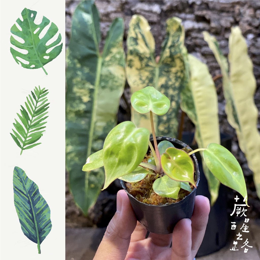 「蕨醒之路」斑葉橘梗蔓綠絨組培苗  觀葉植物 小苗philodendron billietiae variegated