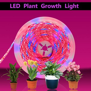 新品套裝 低壓12V植物補光LED燈條 滴膠防水燈帶5公尺300燈 5050植物生長LED燈帶魚缸 多肉類 花卉燈條