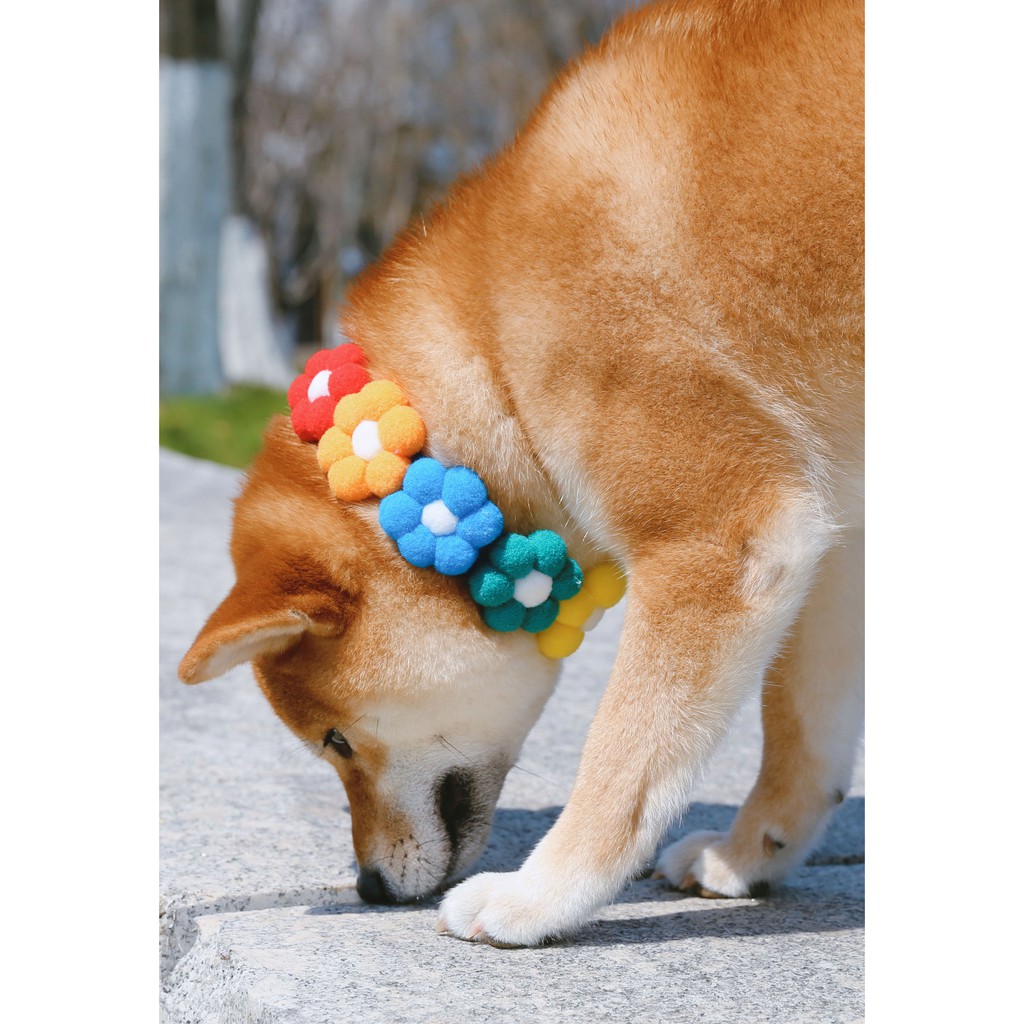 現貨 柴犬項圈 日本網紅柴犬彩虹花花項圈貓咪狗狗毛球脖圈寵物項圈 蝦皮購物
