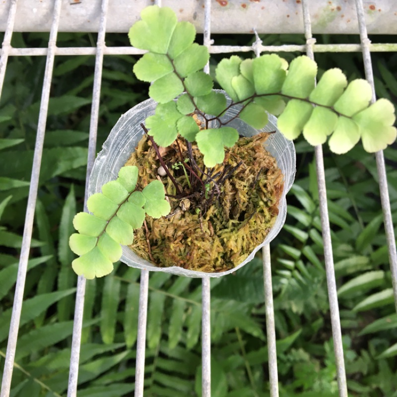 扇葉鐵線蕨1盆200元扇葉鐵線蕨1盆200元 蝦皮購物