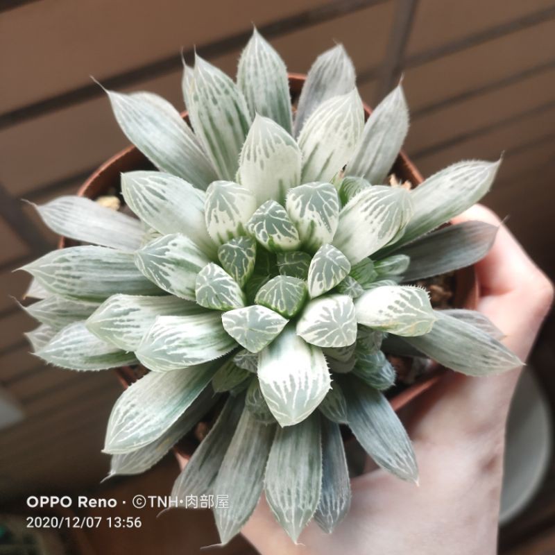 肉部屋售側芽白斑玉露百合阿福花科多肉植物 蝦皮購物