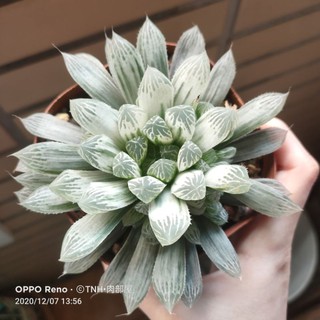 白斑玉露多肉的價格推薦 21年9月 比價撿便宜