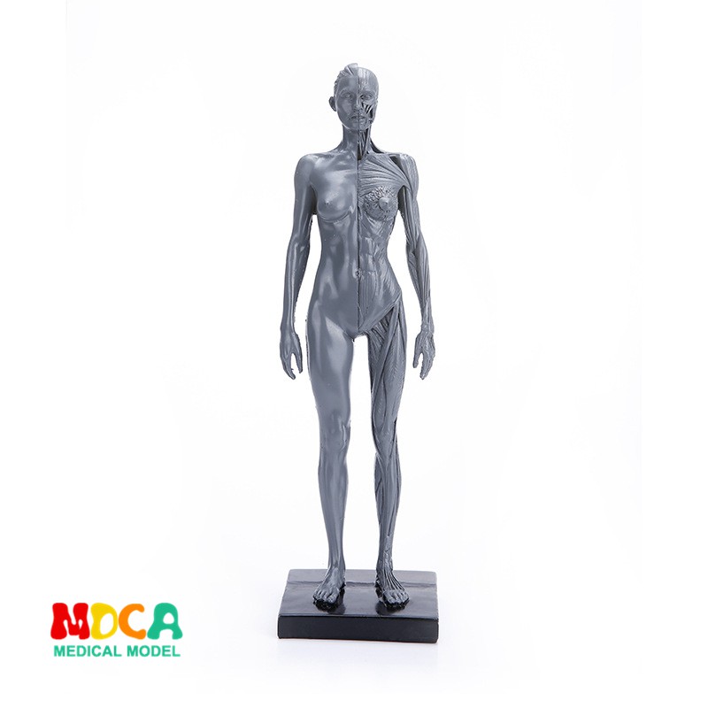 美術寫生模擬女性人體骷髏全身肌肉結構靜物素描教學模型RTSM106