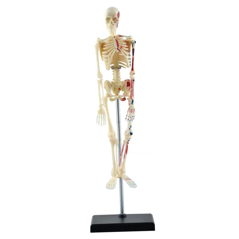4D MASTER 益智拼裝玩具 人體骨架器官解剖模型 醫學教學模型