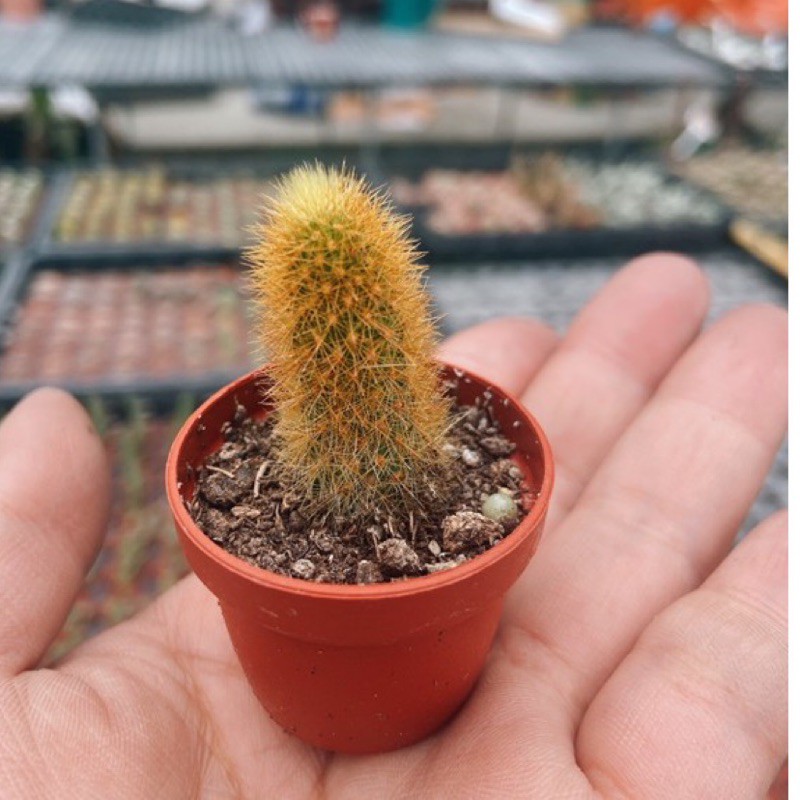 仙人掌貓尾巴的價格推薦 21年10月 比價比個夠biggo