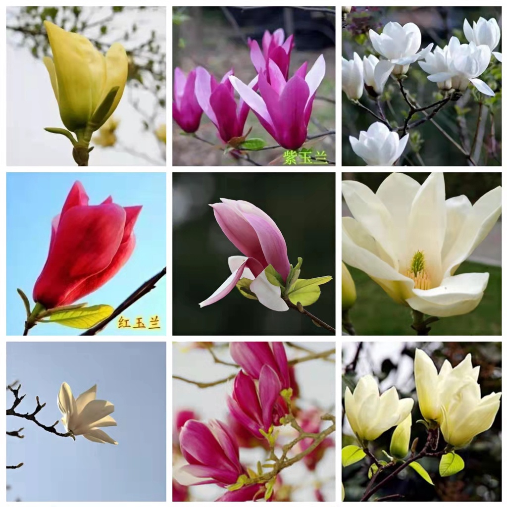 玉蘭種子的價格推薦 22年10月 比價比個夠biggo