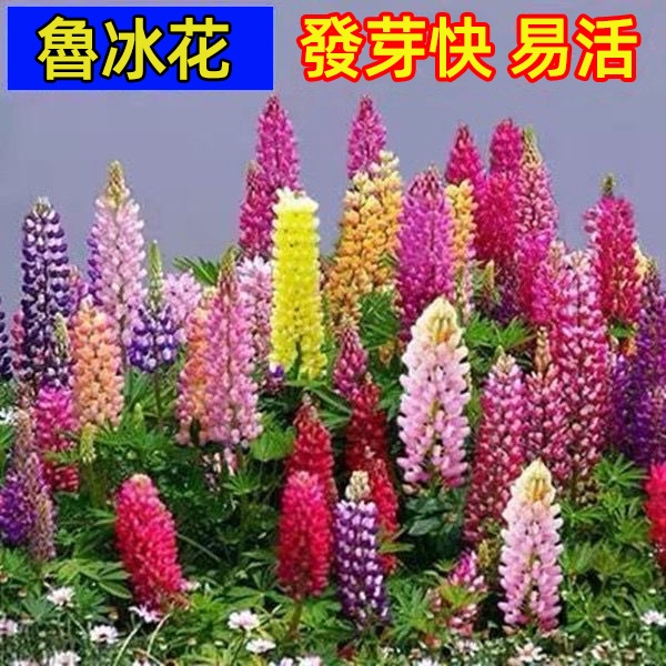 【羽扇豆種子】魯冰花種子四季播種陽臺盆栽庭院花卉植物花卉種子