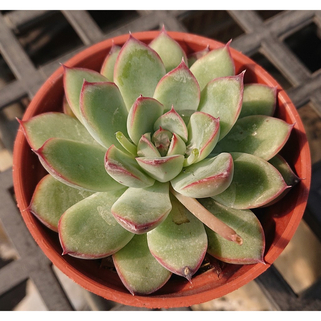 肉食主藝 花月夜 多肉植物 療癒 3吋 蝦皮購物