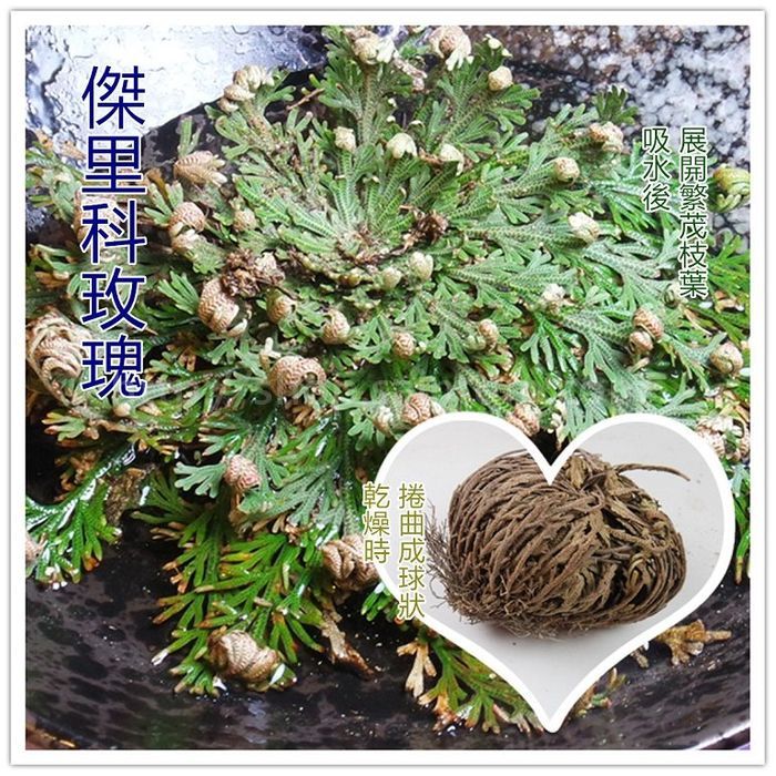 傑里科玫瑰 復活花 愛情魔法 金錢魔法 蝦皮購物
