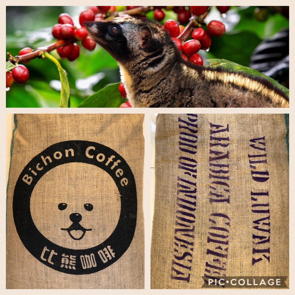 熊團長系列：2021 印尼 蘇門答臘島 ★100%野生★ Kopi Luwak 麝香貓咖啡 (可代烘+生熟豆均有)