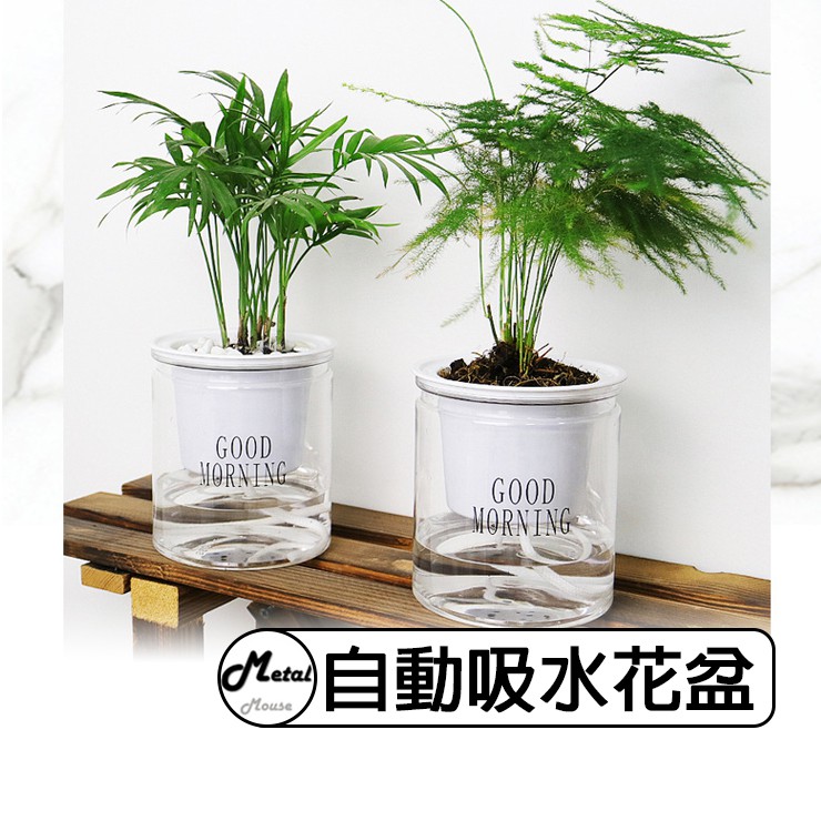 台灣現貨免運 懶人花盆 自動吸水花盆 透明花盆 Metal Mouse 沒頭毛 蝦皮購物