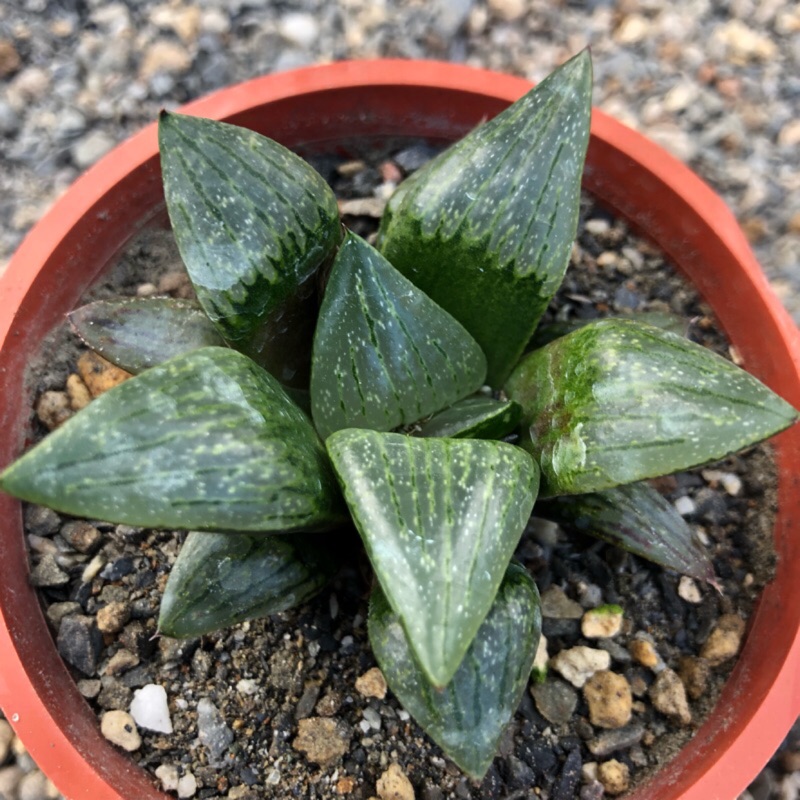 多肉植物 百合科 康平壽交種