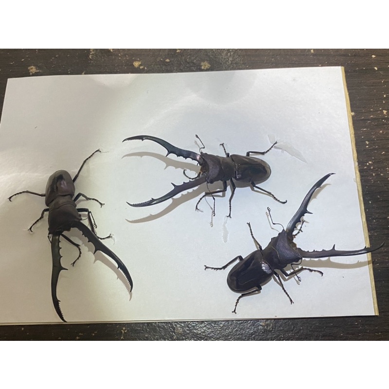甲蟲 美他力佛細身赤鍬形蟲 CMF 長牙型 成蟲可動模型 可單公模型或配母蟲模型