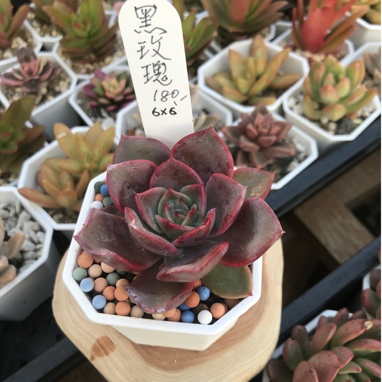 王冠園藝 黑玫瑰echeveria Rosularis 多肉植物韓系品種 蝦皮購物