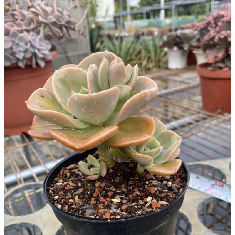 紅瓦仙肉屋德雷老梗 多肉植物 景天 一物一拍編號 294 蝦皮購物