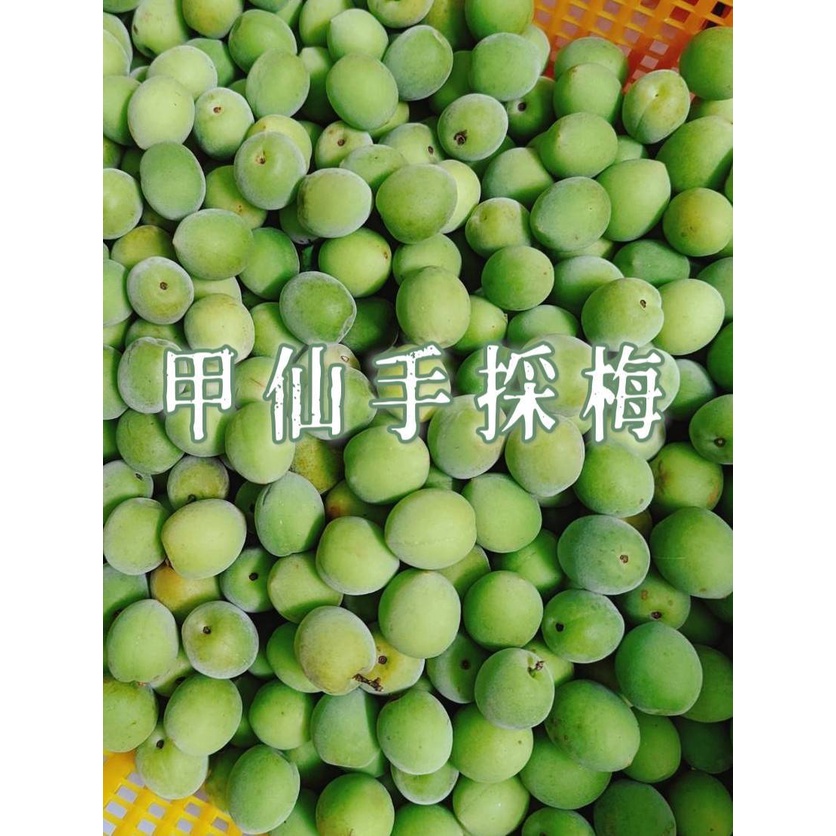 (現貨)高海拔無毒青梅 SGS檢驗410項合格 黑貓宅配熟梅梅子梅醋釀脆梅手採DIY黃梅Q梅酵素泡醃氵酉