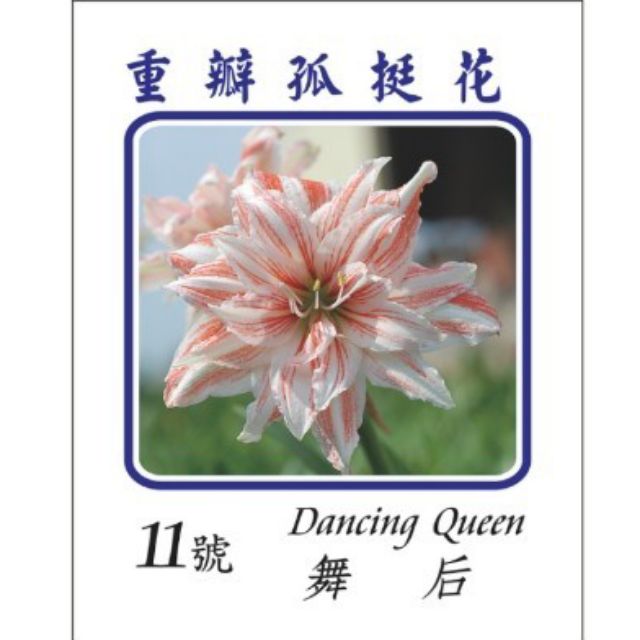 花巷 孤挺花 11號 舞后 球根 盒裝 蝦皮購物